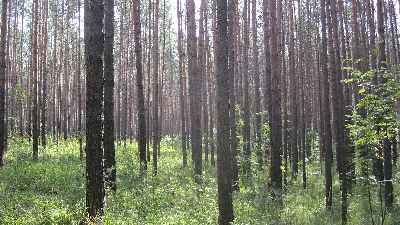 Кудряшовский бор
