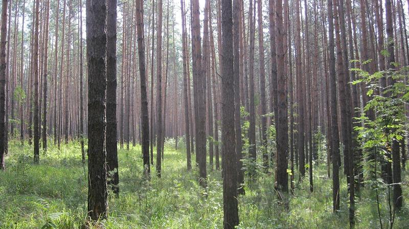 Кудряшовский бор